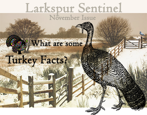 Larkspur Sentinel November issue with turkey facts feature